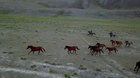 Aerial view 4k herd galloping 14 Stock Footage 84599236