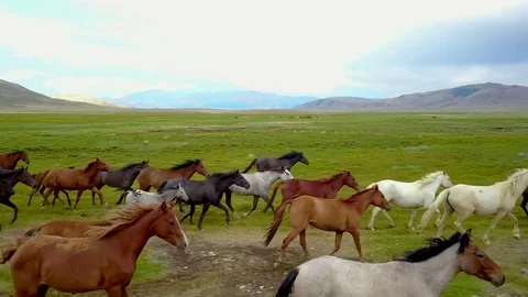 Aerial view 4k herd galloping 8 Stock Footage 84600529