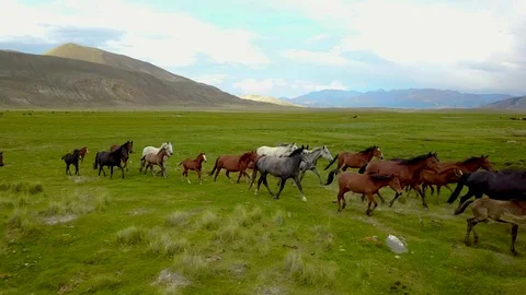 Aerial view 4k herd galloping 6 Stock Footage 84600775