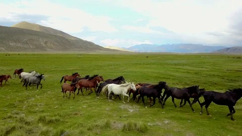 Aerial view 4k herd galloping 5 Stock Footage 84600850