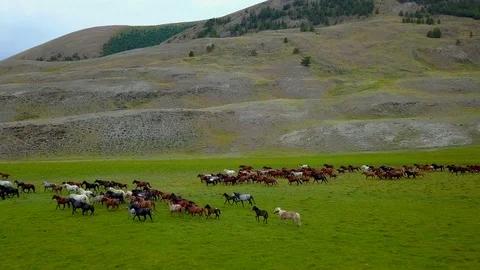 Aerial view 4k herd galloping 2 Stock Footage 84601567