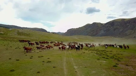 Aerial view 4k herd galloping Stock Footage 84601757