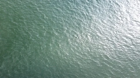 Aerial View 60fps - Diving Bird and Seagull in Ocean - Lookdown Stationary Stock Footage 124031487