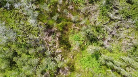 Aerial view of abandoned and drying rubber plantation due to abandonment, d.. Stock Footage 302933503