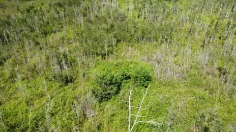 Aerial view of abandoned and drying rubber plantation due to abandonment, d.. Stock Footage 302933739