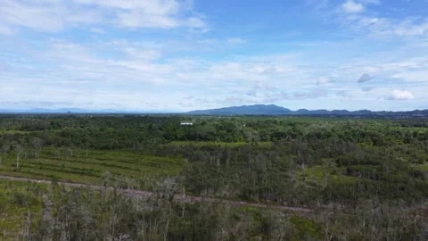 Aerial view of abandoned and drying rubber plantation due to abandonment, d.. Stock Footage 302933889