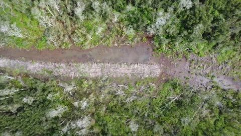 Aerial view of abandoned and drying rubber plantation due to abandonment, d.. Stock Footage 302935456