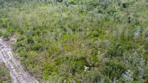 Aerial view of abandoned and drying rubber plantation due to abandonment, d.. Stock Footage 302936210