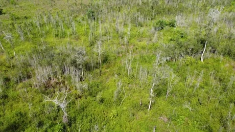 Aerial view of abandoned and drying rubber plantation due to abandonment, d.. Stock Footage 302938935
