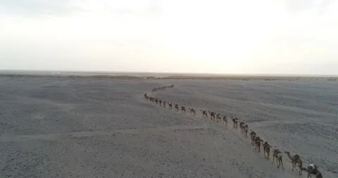 Aerial view above camel caravan from Afar people in Dallol desert, Ethiopia Stock Footage