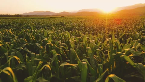 Aerial view above cornfield in evening and light shines sunset Stock Footage 169551402