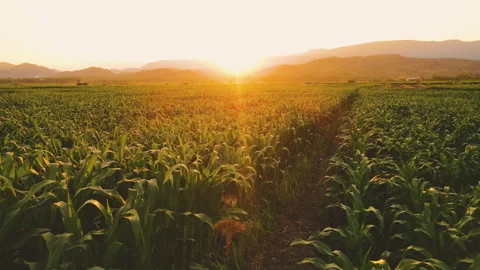 Aerial view above cornfield in evening and sunset light Stock Footage 170149331