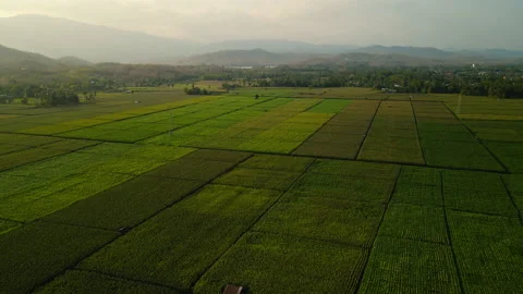 Aerial view above cornfield in evening and sunset light Stock Footage 170780576