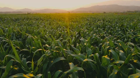 Aerial view above cornfield in evening and sunset light 스톡 동영상 171409275
