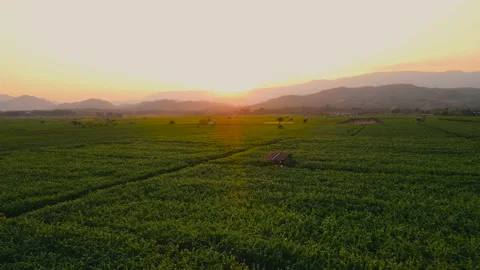 Aerial view above cornfield in evening and sunset light Stock Footage 171531593