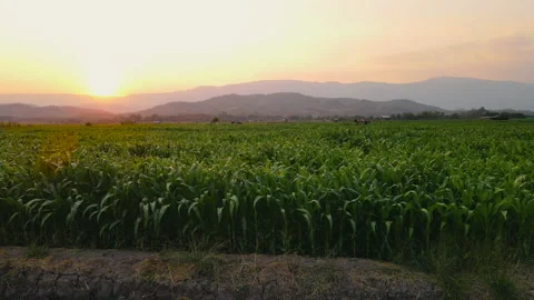 Aerial view above cornfield in evening and sunset light Stock Footage 171531612