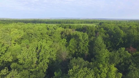 AERIAL: A view from above of dense forest terrain. Summer landscape 스톡 동영상 82470386