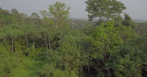 Aerial view above the Equatorial Forest Canopy in Africa Gabon 2015 Stock Footage 82355109