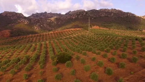 Aerial View Above A Field Of Olive Trees with Mountains behind Stock Footage 82397637