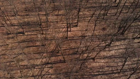 Aerial view above the forest Stock Footage 104922400