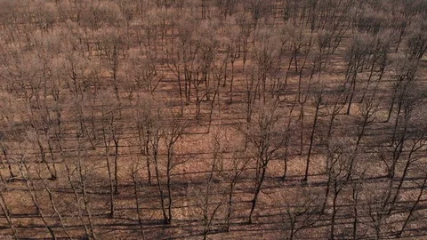Aerial view above the forest Stock Footage 104922436