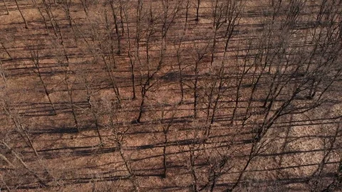 Aerial view above the forest Stock Footage 104922752