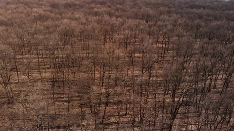 Aerial view above the forest Stock Footage 105011237