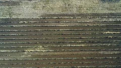 Aerial view above of grapes fields Stockbeeldmateriaal 125785155