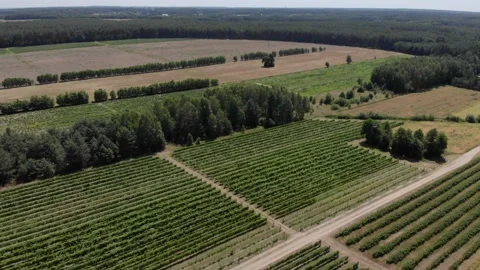 Aerial view above of grapes fields Stock Footage 131976120