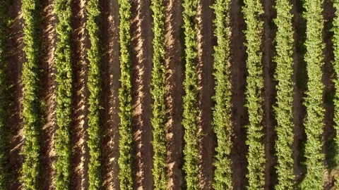 Aerial view above of grapes fields on Greece. Stock Footage 345226120