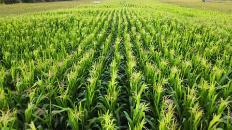 Aerial view above in green corn field on rural countryside Stock Footage 198280474
