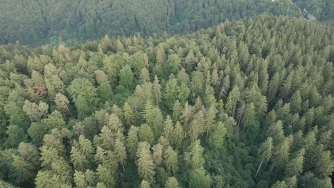 Aerial view above the green pine trees Stock Footage 279328320