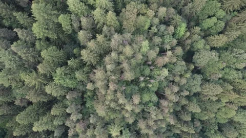 Aerial view above the green pine trees Stock Footage 279328352