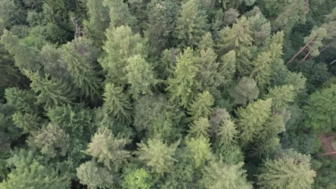 Aerial view above the green pine trees Stock Footage 279328362