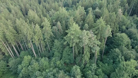 Aerial view above the green pine trees Stock Footage 279328366
