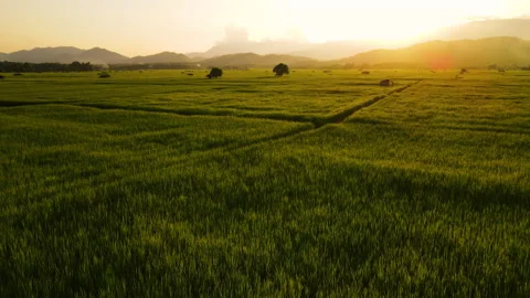 Aerial view above green rice field near the mountain in the evening at countrysi Stock Footage 219771663