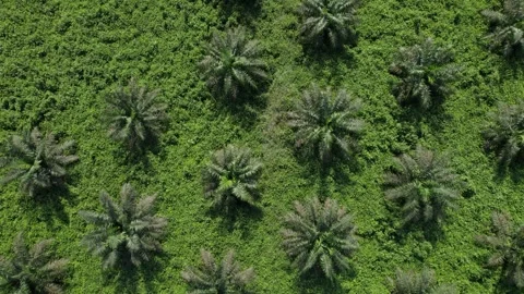 Aerial view above palm trees in Africa Stock Footage 312635936