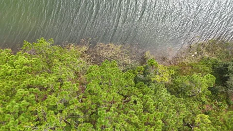Aerial view above the pine trees and lake Stock Footage 293875797