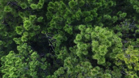 Aerial view above the pine trees Stock Footage 293880908