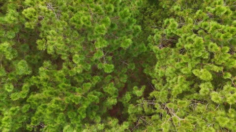 Aerial view above the pine trees Stock Footage 293881242
