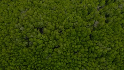 Aerial view above rainforest Stock Footage 146729128