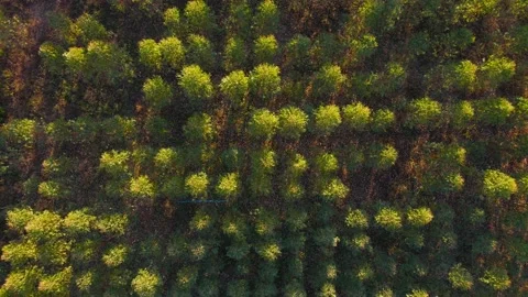 Aerial view above rainforest Stock Footage 146949826