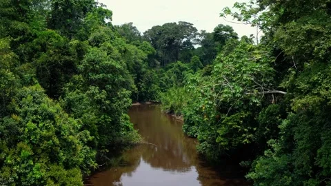 Aerial view above a river in the amazon rain forest - Ecuador Stock-Footage 289389227