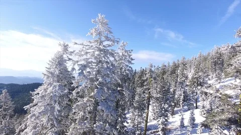 Aerial View Above A Road Through A Winter Forest Video stock 70259109