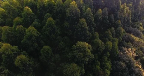 Aerial view above spring woods top, 4k Stock Footage 88961187