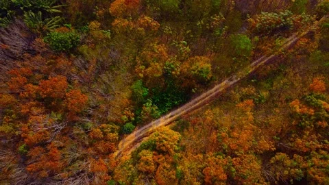 Aerial View Above Top view colorful Forest in Fall With Cars. Aerial Top View Ov Stockbeeldmateriaal 149489338