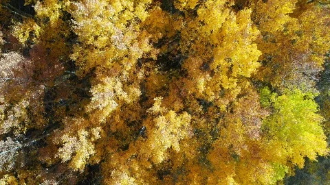 Aerial view above trees in the Fall showing the yellow color of the leaves. Stock Footage 97236609