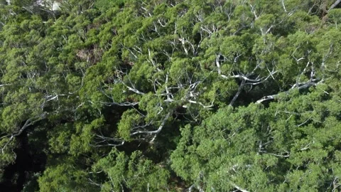 Aerial view above trees next to a beautiful white sand beach. Stock Footage 280241285