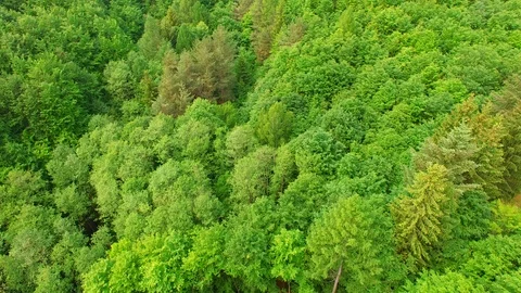 Aerial view above treetops. Stock Footage 89700131