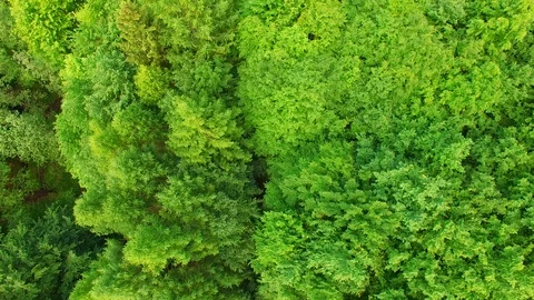 Aerial view above treetops. Stock Footage 89700141